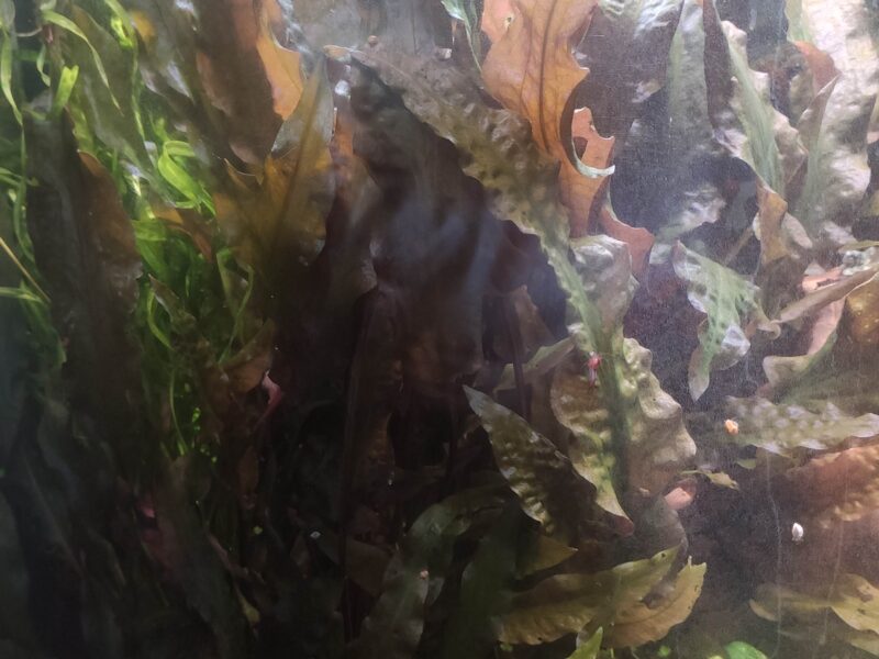 Cryptocoryne wendtii mi oya