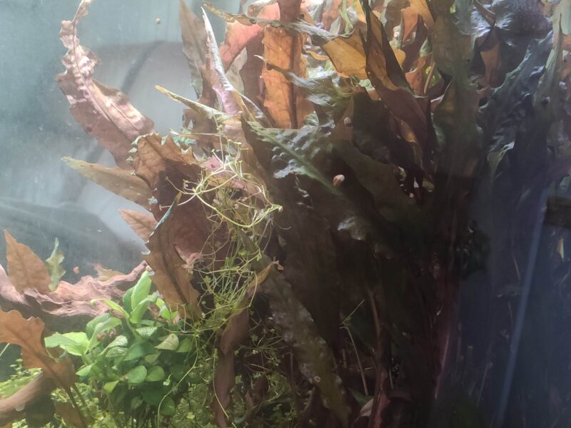 Cryptocoryne wendtii mi oya