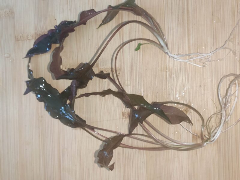 Cryptocoryne wendtii mi oya