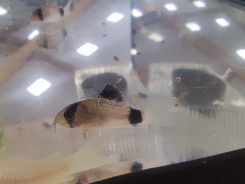 Corydoras (hoplisoma) panda