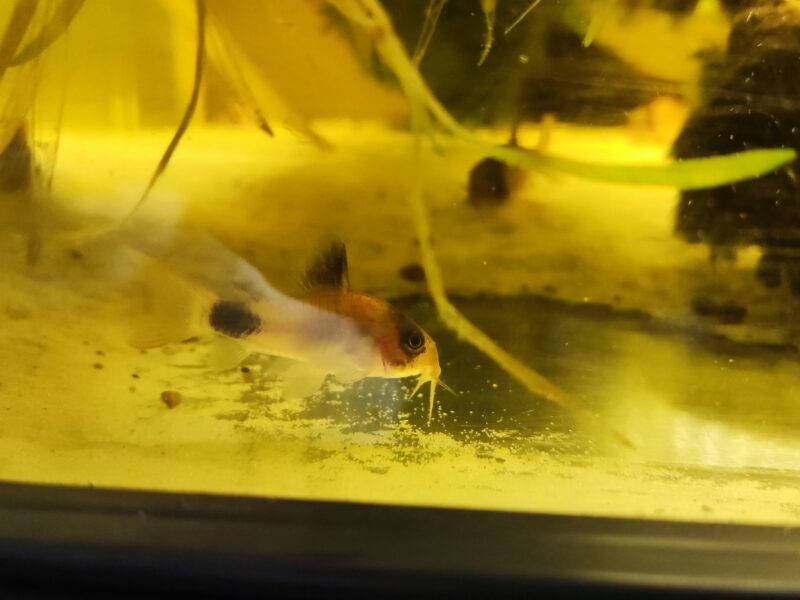Corydoras (hoplisoma) panda