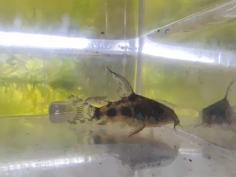 Corydoras paleatus voile