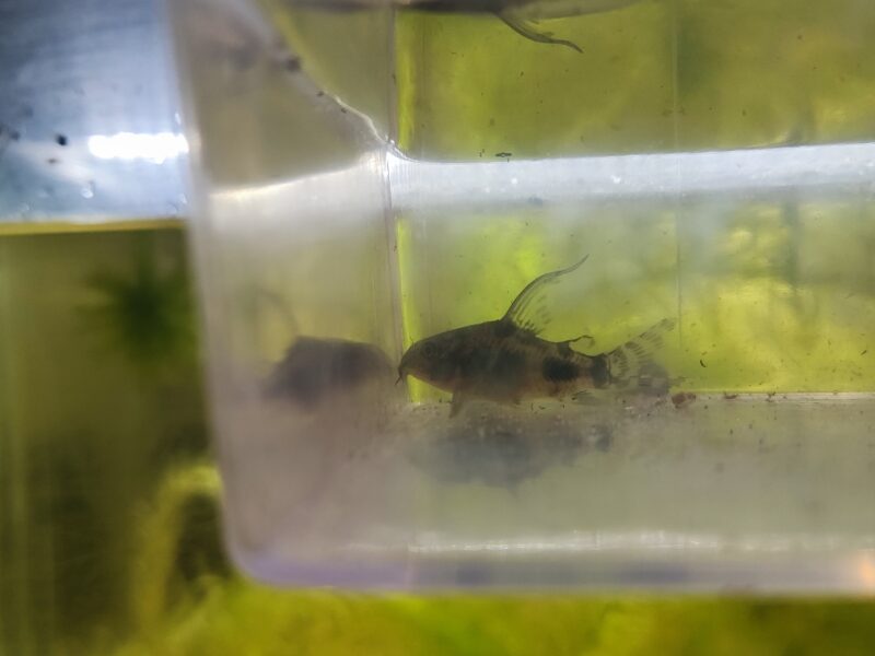 Corydoras paleatus voile