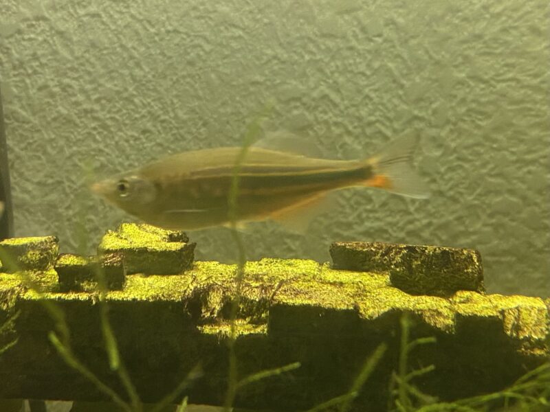 Danio Malabar