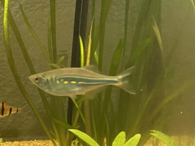 Danio Malabar