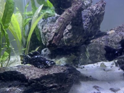 Black Molly et Molly Dalmatien