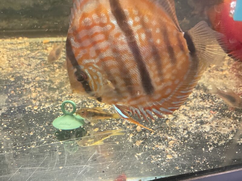 Discus