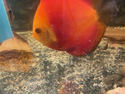 Discus