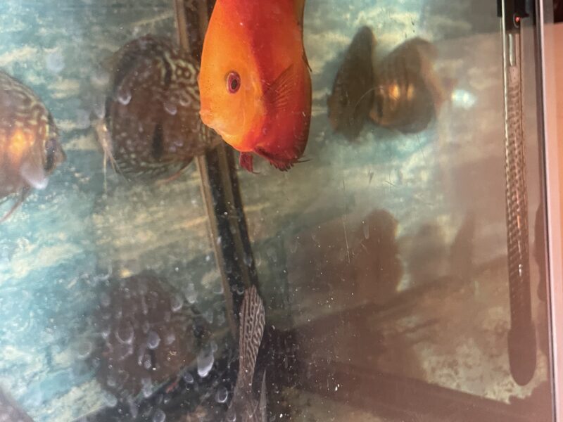 Discus
