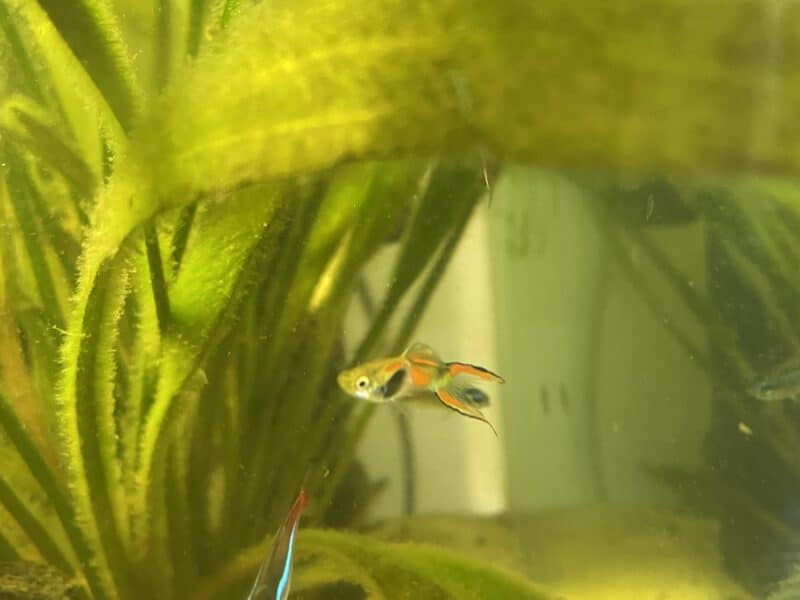 Guppy endler