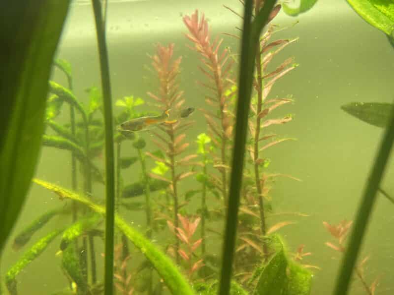 Guppy endler