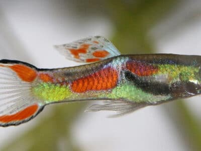 Guppy endler