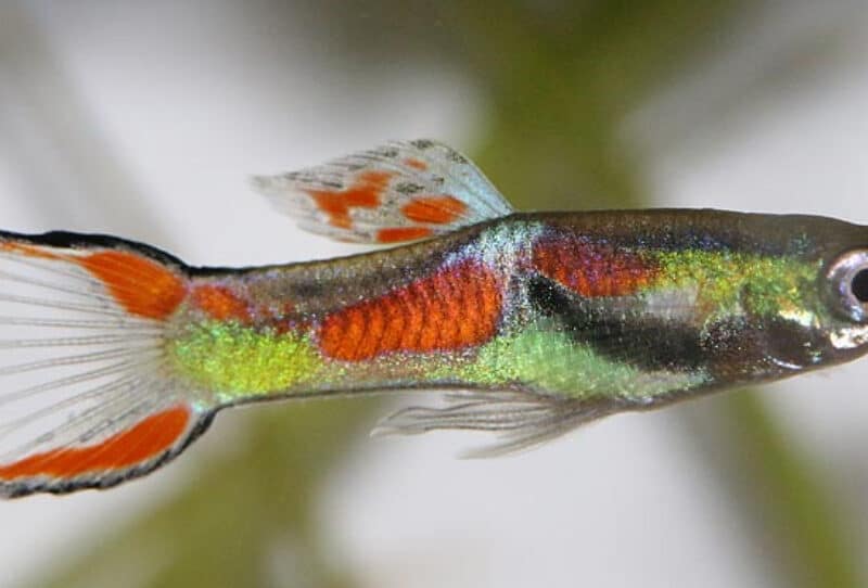 Guppy endler