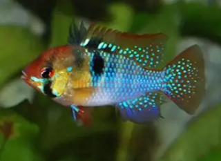Mikrogeophagus ramirezi