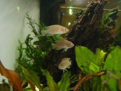 Neolamprologus similis