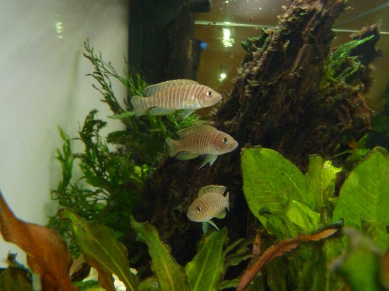 Neolamprologus similis