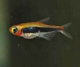 Tucanoichthys tucano
