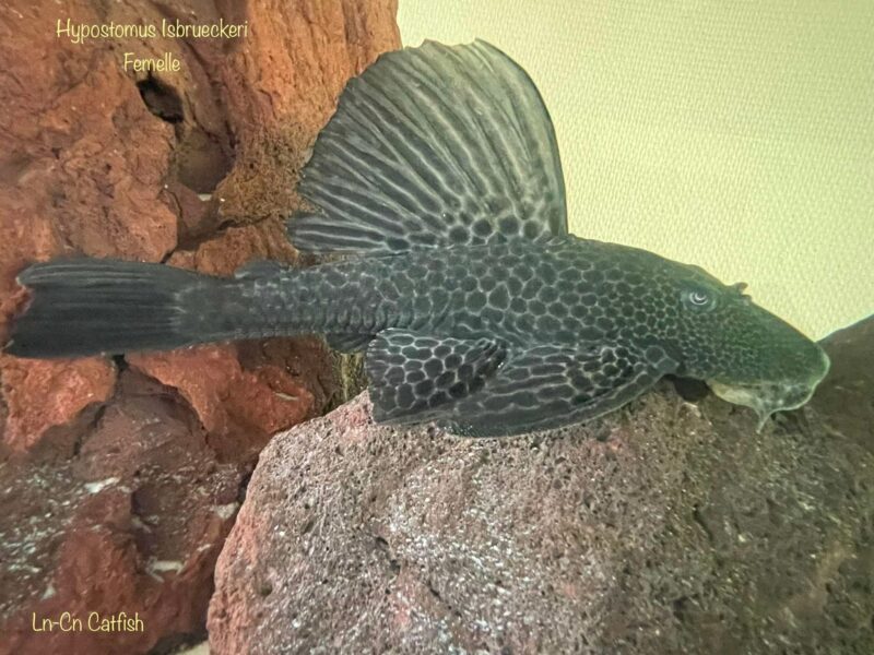 Hypostomus isbrueckeri couple