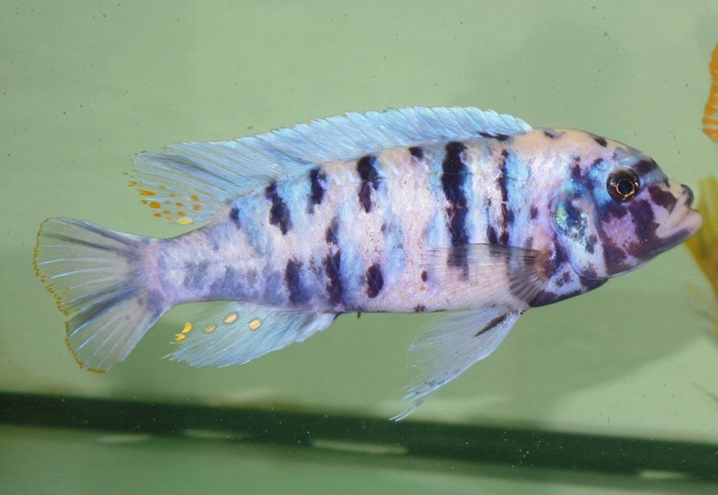 Cichlidés Malawi