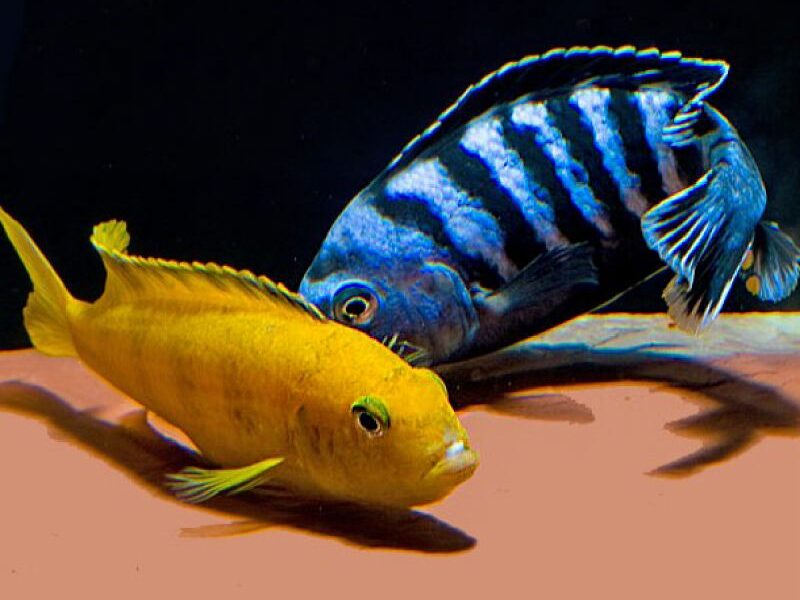 Cichlidés Malawi