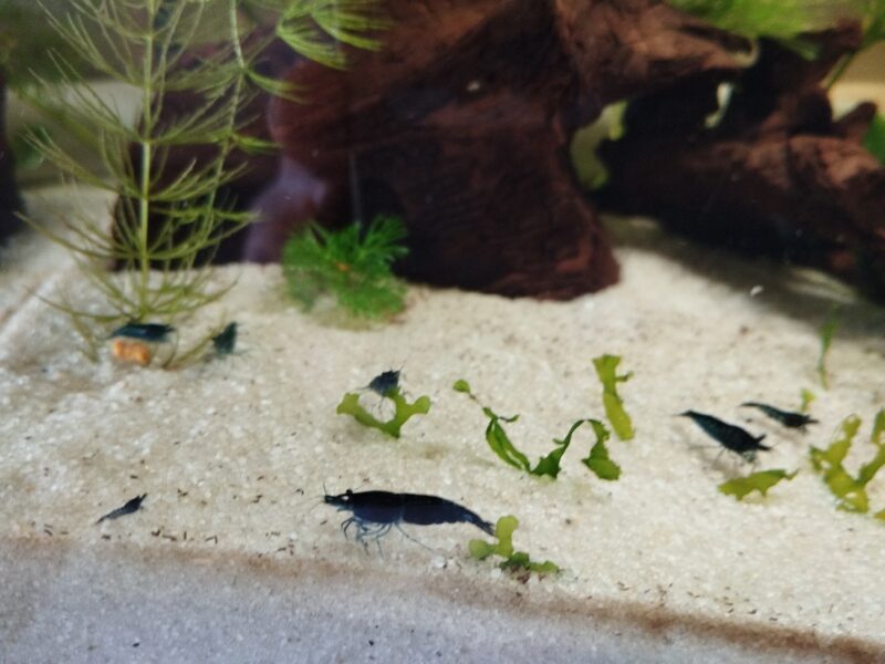 Crevettes neocaridina blue dream/velvet