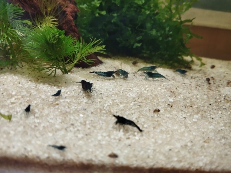 Crevettes neocaridina blue dream/velvet