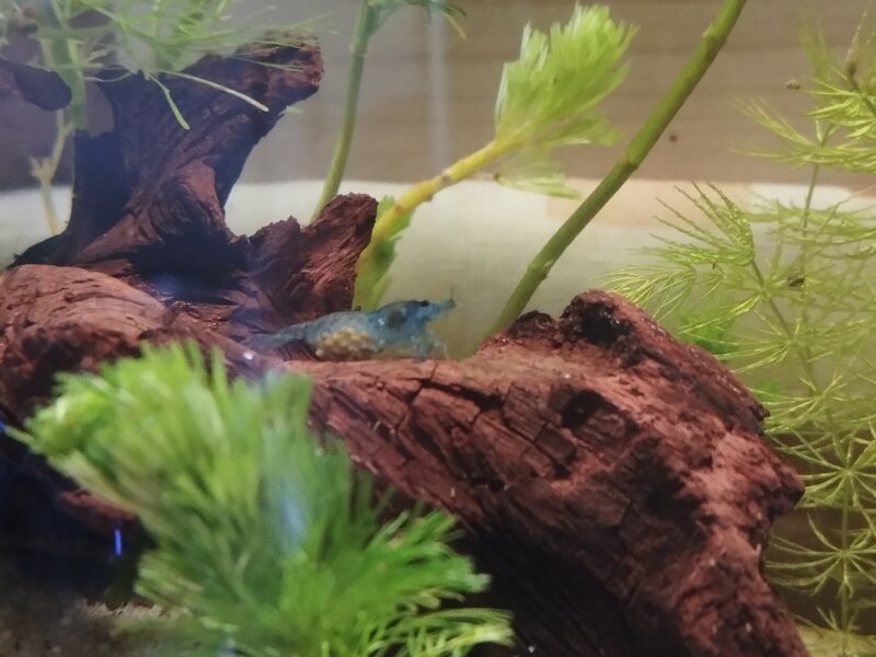 Crevettes neocaridina blue dream/velvet