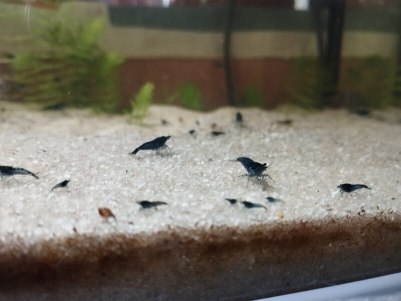 Crevettes neocaridina blue dream/velvet