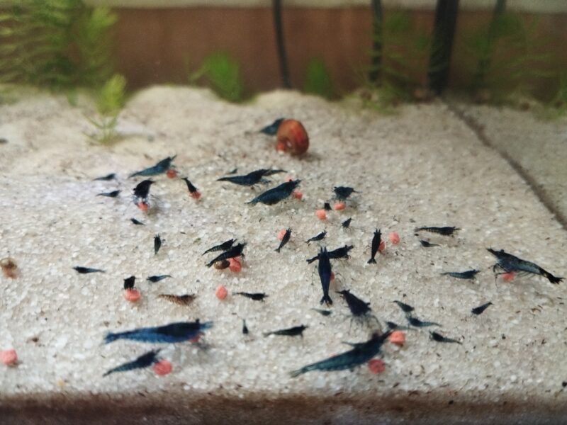 Crevettes neocaridina blue dream/velvet