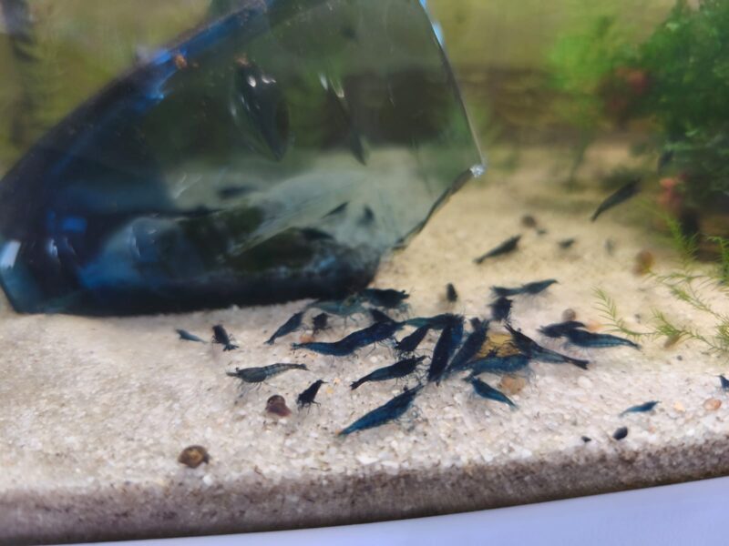 Crevettes neocaridina blue dream/velvet