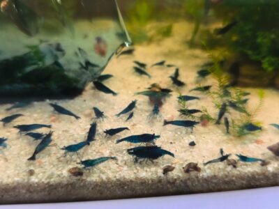 Crevettes neocaridina blue dream/velvet
