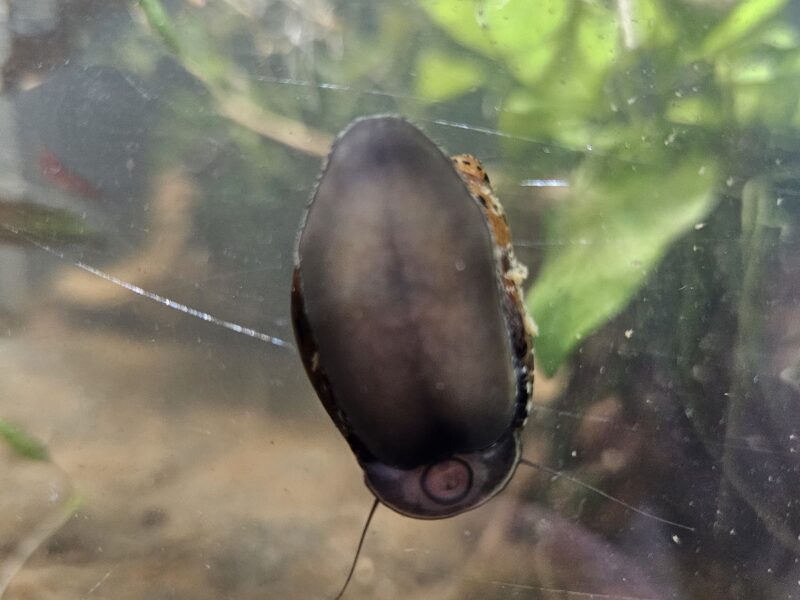 Neritina