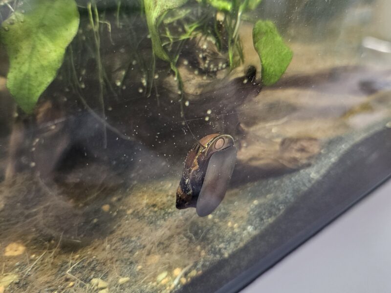 Neritina