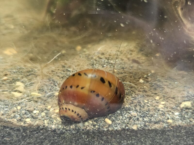 Neritina
