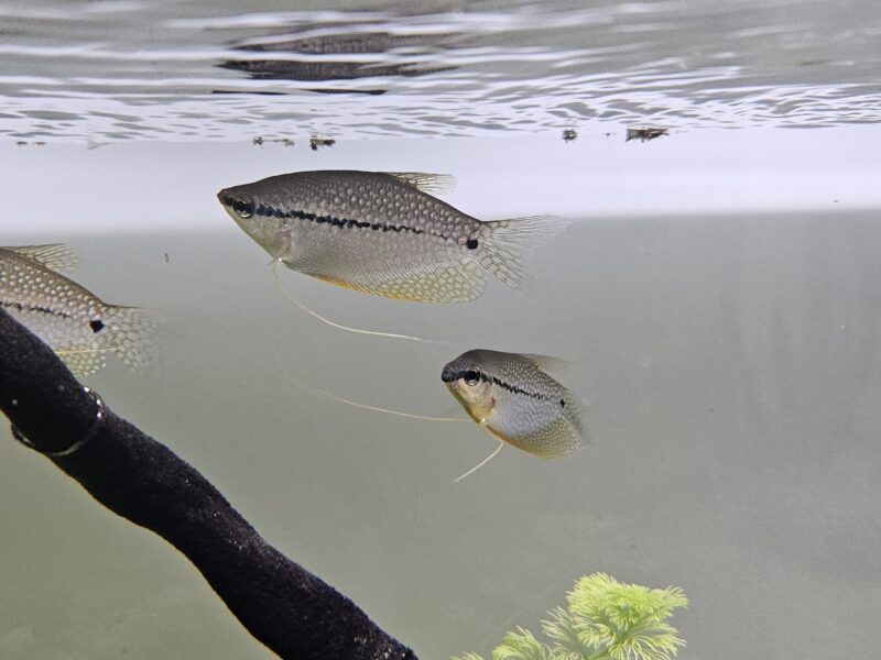 Donne divers poissons