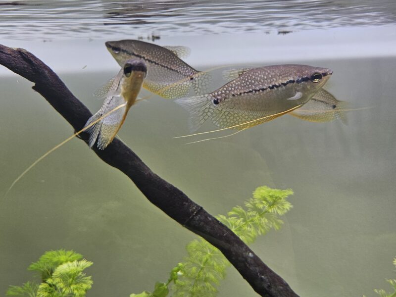Donne divers poissons