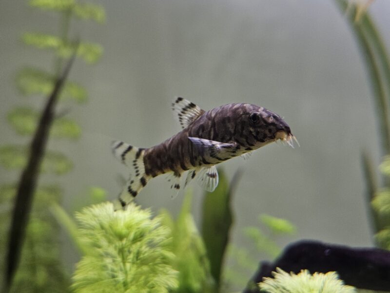 Donne divers poissons