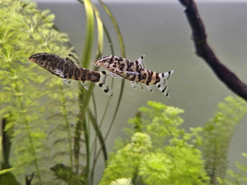 Donne divers poissons