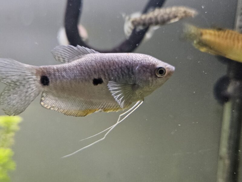 Donne divers poissons