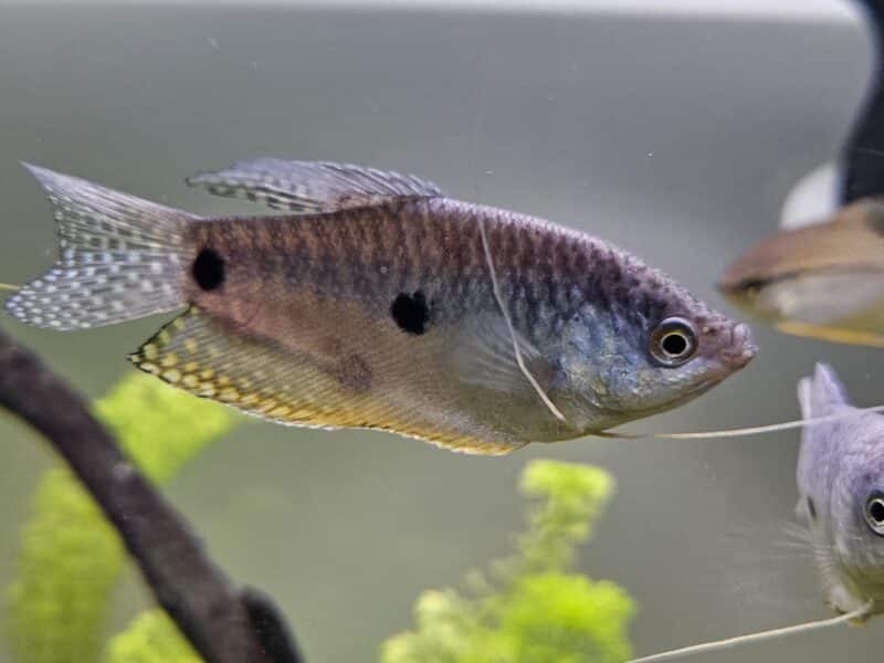 Donne divers poissons