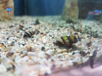 escargots Helena, mangeurs d'escargots