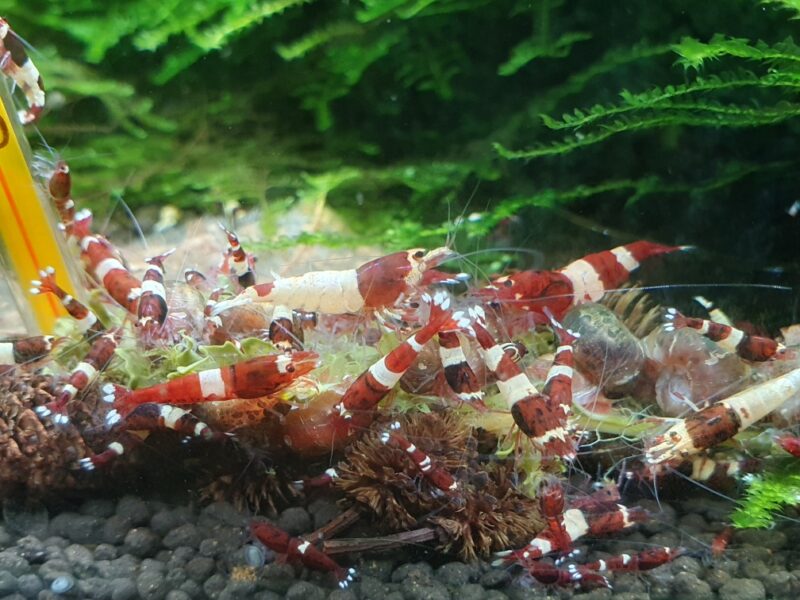 Crevettes TWB caridina