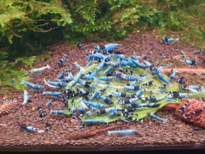 Crevettes TWB caridina
