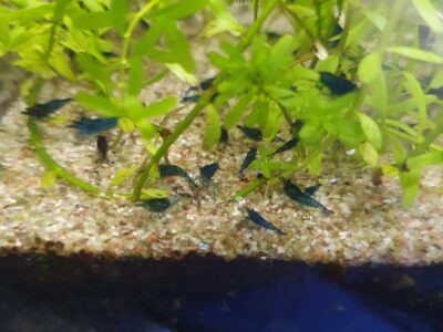 crevettes blue velvet adultes