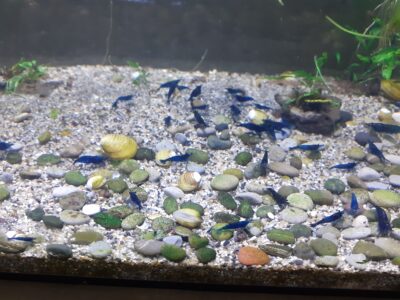 crevettes blue velvet