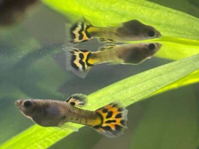 Guppys communs