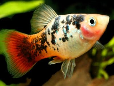 Platy Koï