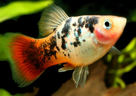 Platy Koï