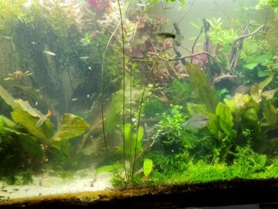 Gourami perlée