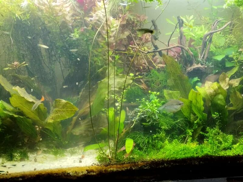 Gourami perlée